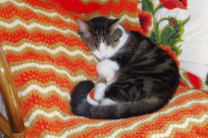 cat sleeping on orange afghan